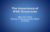 The  Importance of  IFAS  Grassroots Mary Ann Gosa Director of Governmental Affairs UF/IFAS