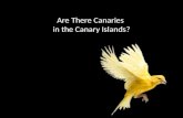 Are There Canaries  in the Canary Islands?