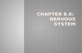 Chapter 8.6:  Nervous system