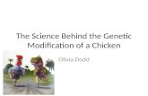 The Science Behind the Genetic Modification of a Chicken