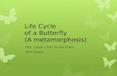 Life Cycle  of a Butterfly (A metamorphosis)