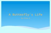 A Butterfly’s  L ife