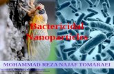 Bactericidal Nanoparticles