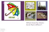 What Exactly Does Acid Rain Affect?