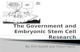 The Government and Embryonic Stem Cell Research