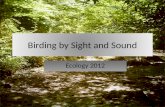 Birding by Sight and Sound