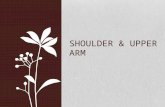 Shoulder & Upper Arm