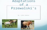 All Adaptations of a Przewalski’s