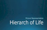 Hierarch of Life