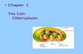 Chapter  7. The Cell:  Chloroplasts