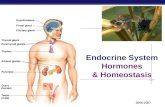 Endocrine System Hormones & Homeostasis
