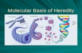 Molecular Basis of Heredity