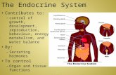The Endocrine  S ystem