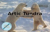 Artic Tundra