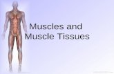 Muscles and  Muscle Tissues
