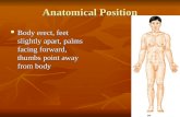 Anatomical Position