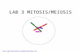 LAB 3 MITOSIS/MEIOSIS