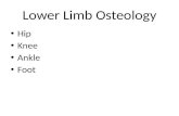 Lower Limb  Osteology