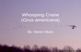 Whooping Crane ( Grus americana )