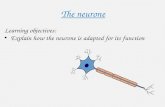 The neurone Learning objectives: Explain how the neurone is adapted for its function