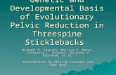 Genetic and Developmental Basis of Evolutionary Pelvic Reduction in Threespine Sticklebacks