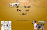 American  Kennel  Club