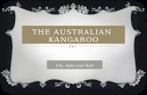 the Australian   kangaroo