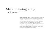 Macro Photography Close-up