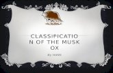 Classification of the musk ox