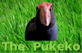 The  Pukeko