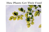 How Plants Get Their Food