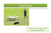 Trial Exams