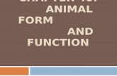 Chapter 40:       Animal Form                         and Function
