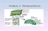 Module 3 - Photosynthesis