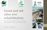 Canal and old olive tree rehabilitation