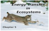 Energy Transfer  in  Ecosystems
