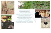 personal  photos  from  Wild Animal Safari in Georgia & elsewhere animal collage:  statements: