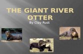 The Giant River Otter