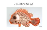 Dissecting  Nemo