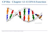 CP BioChapter 12-13 DNA Function