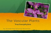 The Vascular Plants