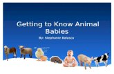 Getting to Know Animal Babies