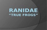 Ranidae “True Frogs”
