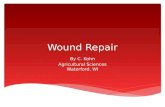 Wound Repair