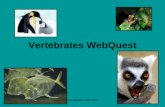Vertebrates WebQuest