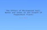 The Effect of Microwaved Soil, Water and Seeds on the Growth of Peppermint Plants