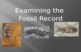 Examining the  Fossil Record