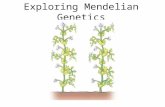 Exploring  Mendelian  Genetics