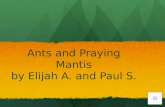 Ants and Praying Mantis by Elijah A. and Paul S.