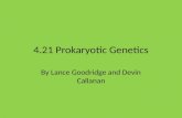 4.21 Prokaryotic Genetics